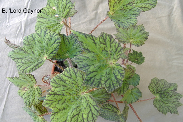 B. ‘Lord Gaynor’